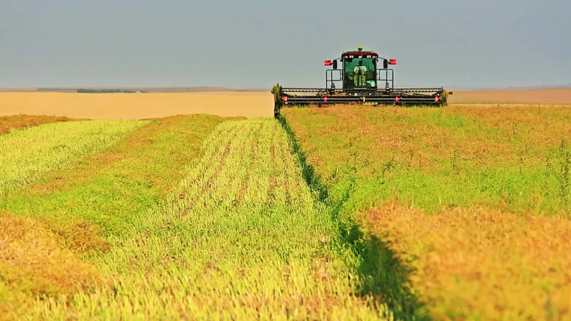 Canadian canola farmers express ‘cautious optimism’ over trade agreement with China