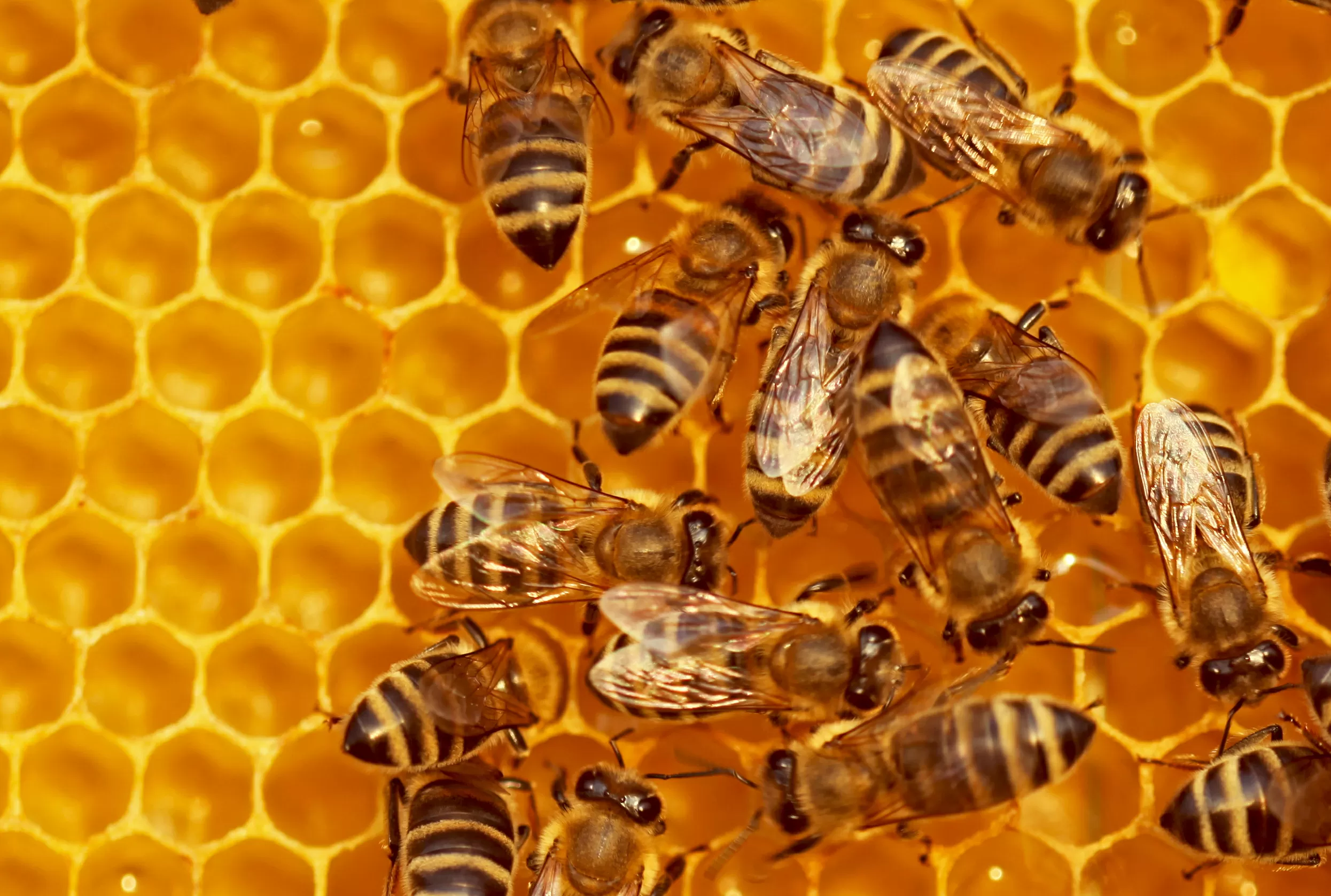 Beehiiv rolls out new creator tools, including webinars and customizable paywalls